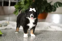 Twila, a female Miniature Australian Shepherd for sale in Sugarcreek, OH – Photo 5 of 5