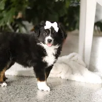 Twila, a female Miniature Australian Shepherd for sale in Sugarcreek, OH – Photo 2 of 5