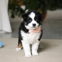 Trixie, a female Miniature Australian Shepherd for sale in Sugarcreek, OH – Photo 5 of 9