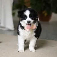 Trixie, a female Miniature Australian Shepherd for sale in Sugarcreek, OH – Photo 6 of 9