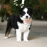 Trixie, a female Miniature Australian Shepherd for sale in Sugarcreek, OH – Photo 8 of 9