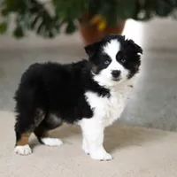 Trixie, a female Miniature Australian Shepherd for sale in Sugarcreek, OH – Photo 9 of 9