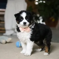 Trixie, a female Miniature Australian Shepherd for sale in Sugarcreek, OH – Photo 4 of 9