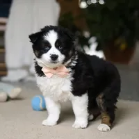 Trixie, a female Miniature Australian Shepherd for sale in Sugarcreek, OH – Photo 2 of 9
