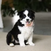 Trixie, a female Miniature Australian Shepherd for sale in Sugarcreek, OH – Photo 3 of 9