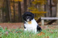 Rocky, a male Newfypoo for sale in Sugarcreek, OH – 5 of 10