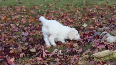 Benji, a male Newfypoo for sale in Sugarcreek, OH – 7 of 7