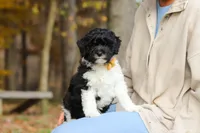Rocky, a male Newfypoo for sale in Sugarcreek, OH – 2 of 10