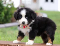 Bella, a female Miniature Australian Shepherd for sale in Sugarcreek, OH – Photo 7 of 8