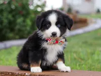 Bella, a female Miniature Australian Shepherd for sale in Sugarcreek, OH – Photo 5 of 8