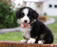 Bella, a female Miniature Australian Shepherd for sale in Sugarcreek, OH – Photo 2 of 8
