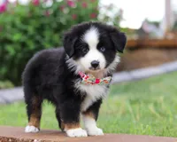 Bella, a female Miniature Australian Shepherd for sale in Sugarcreek, OH – Photo 4 of 8
