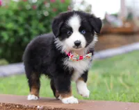Bella, a female Miniature Australian Shepherd for sale in Sugarcreek, OH – Photo 3 of 8