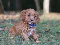 Lonnie, a male Cavapoo for sale in Sugarcreek, OH – Photo 5 of 9