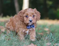 Lonnie, a male Cavapoo for sale in Sugarcreek, OH – Photo 8 of 9