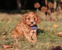 Lonnie, a male Cavapoo for sale in Sugarcreek, OH – Photo 9 of 9