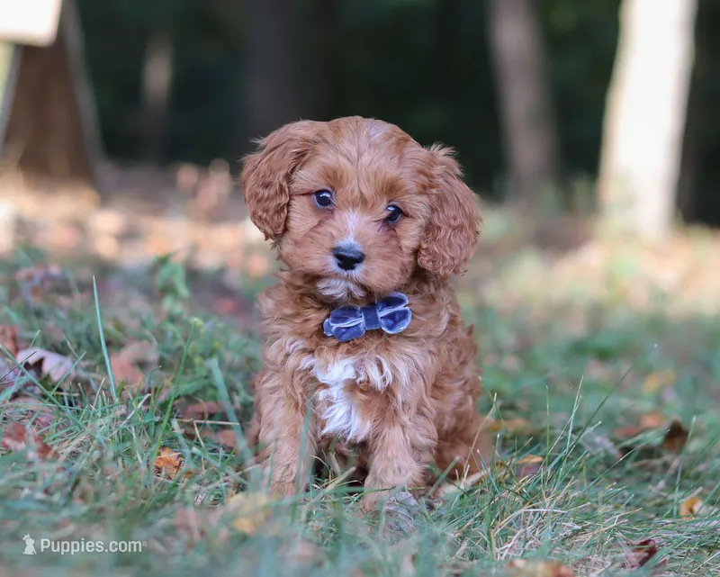 Lonnie, a male Cavapoo for sale in Sugarcreek, OH – Photo 1 of 9