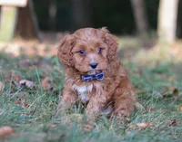 Lonnie, a male Cavapoo for sale in Sugarcreek, OH – Photo 3 of 9