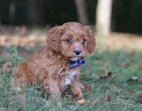 Lonnie, a male Cavapoo for sale in Sugarcreek, OH – Photo 4 of 9
