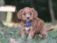 Lonnie, a male Cavapoo for sale in Sugarcreek, OH – Photo 6 of 9