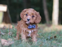 Lonnie, a male Cavapoo for sale in Sugarcreek, OH – Photo 7 of 9