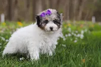 Mindy, a female Bichpoo for sale in Sugarcreek, OH – Photo 7 of 10
