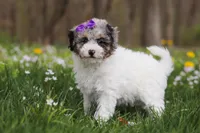 Mindy, a female Bichpoo for sale in Sugarcreek, OH – Photo 4 of 10