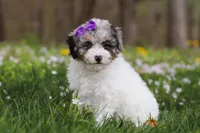 Mindy, a female Bichpoo for sale in Sugarcreek, OH – Photo 5 of 10