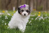 Mindy, a female Bichpoo for sale in Sugarcreek, OH – Photo 6 of 10