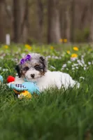 Mindy, a female Bichpoo for sale in Sugarcreek, OH – Photo 2 of 10
