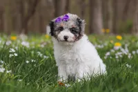Mindy, a female Bichpoo for sale in Sugarcreek, OH – Photo 3 of 10