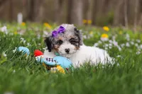 Mindy, a female Bichpoo for sale in Sugarcreek, OH – Photo 10 of 10