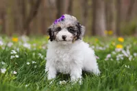 Mindy, a female Bichpoo for sale in Sugarcreek, OH – Photo 9 of 10