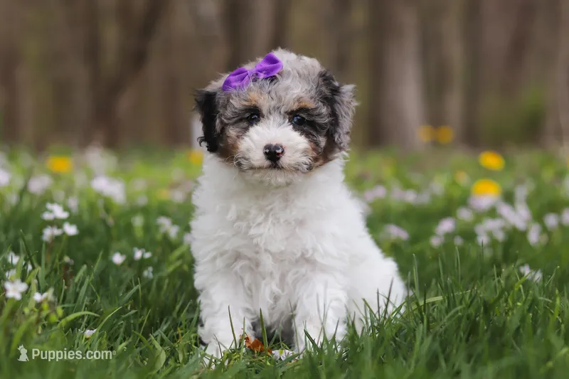 Mindy, a female Bichpoo for sale in Sugarcreek, OH – Photo 1 of 10