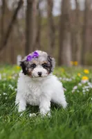 Mindy, a female Bichpoo for sale in Sugarcreek, OH – Photo 8 of 10