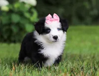 Joy, a female Miniature Australian Shepherd for sale in Sugarcreek, OH – Photo 7 of 7
