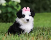 Joy, a female Miniature Australian Shepherd for sale in Sugarcreek, OH – Photo 4 of 7