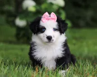 Joy, a female Miniature Australian Shepherd for sale in Sugarcreek, OH – Photo 3 of 7
