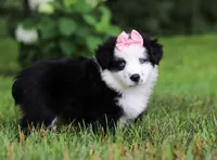 Joy, a female Miniature Australian Shepherd for sale in Sugarcreek, OH – Photo 6 of 7