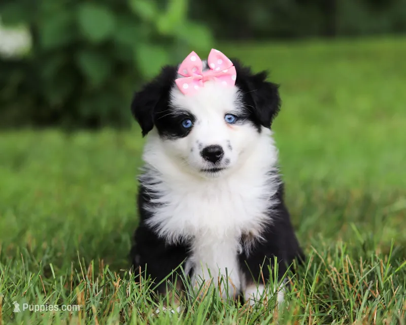 Joy, a female Miniature Australian Shepherd for sale in Sugarcreek, OH – Photo 1 of 7