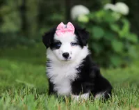 Joy, a female Miniature Australian Shepherd for sale in Sugarcreek, OH – Photo 2 of 7