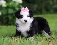 Joy, a female Miniature Australian Shepherd for sale in Sugarcreek, OH – Photo 5 of 7