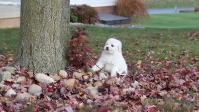 Lexi, a female Newfypoo for sale in Sugarcreek, OH – 8 of 8