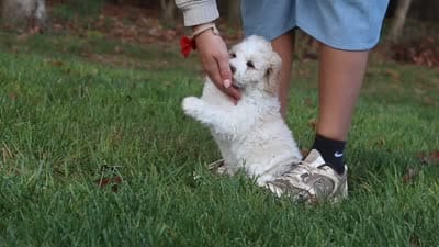 Sandy, a female Newfypoo for sale in Sugarcreek, OH – 6 of 6