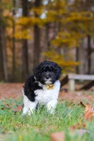 Rocky, a male Newfypoo for sale in Sugarcreek, OH – 9 of 10
