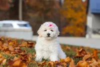 Lexi, a female Newfypoo for sale in Sugarcreek, OH – 3 of 8