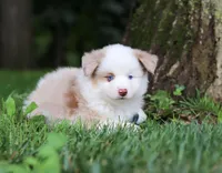 Frisky, a male Miniature Australian Shepherd for sale in Sugarcreek, OH – Photo 6 of 7