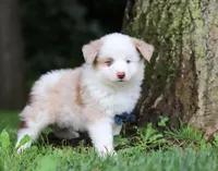 Frisky, a male Miniature Australian Shepherd for sale in Sugarcreek, OH – Photo 3 of 7