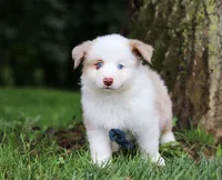 Frisky, a male Miniature Australian Shepherd for sale in Sugarcreek, OH – Photo 2 of 7