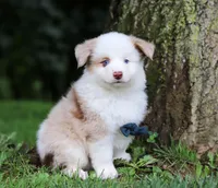 Frisky, a male Miniature Australian Shepherd for sale in Sugarcreek, OH – Photo 1 of 7